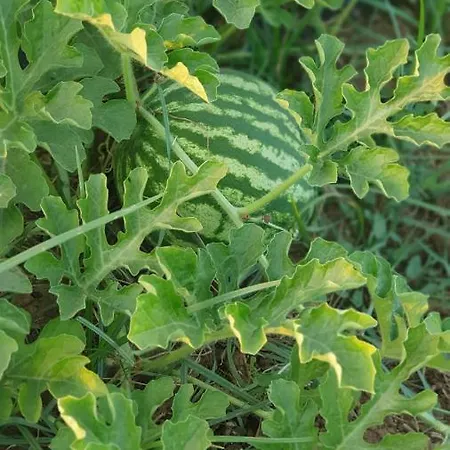 Gospodarstwo agroturystyczne Azienda Agricola I Peperoncini *