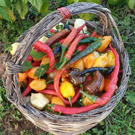 Azienda Agricola I Peperoncini Alghero